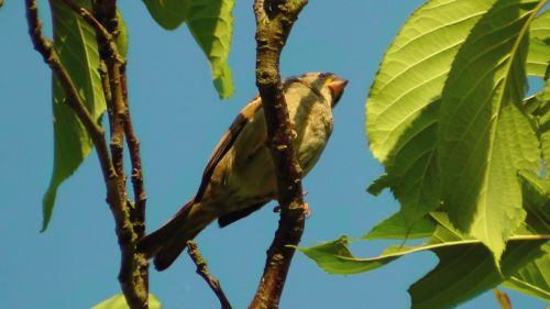 bird tree branch