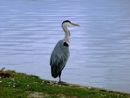 bird blue heron babu