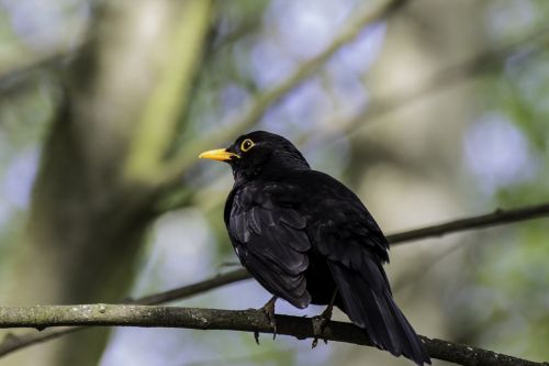 bird blackbird black