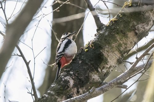 bird woodpecker natural