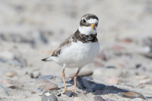 bird plover wader