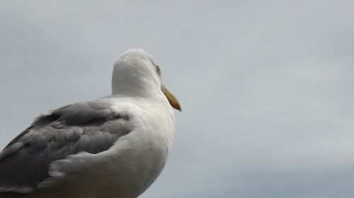 bird seagull ocean