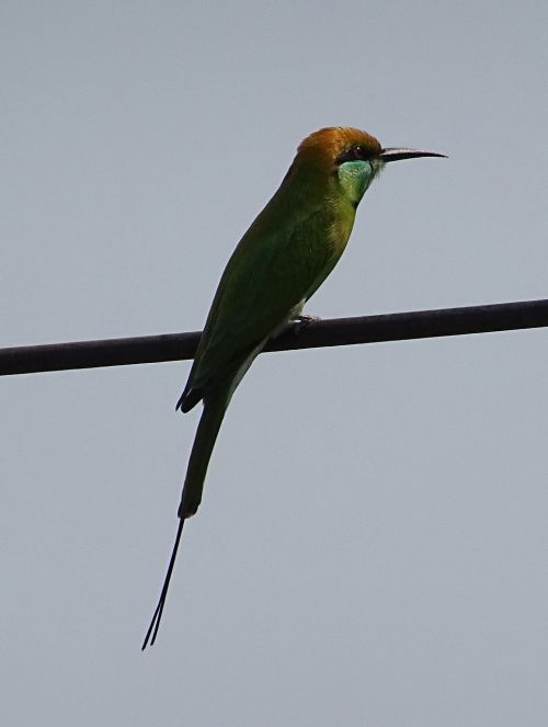 bird green bee-eater merops orientalis