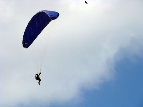 bird parachuting parachute
