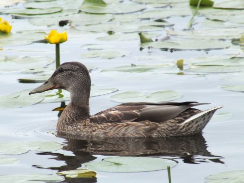 bird duck pond