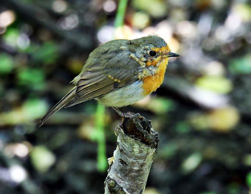 bird birdie branch