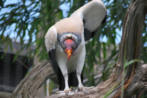 king vulture bird nature