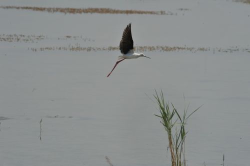 bird wild flight