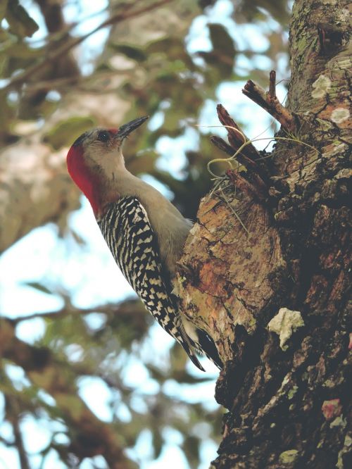 bird woodpecker red