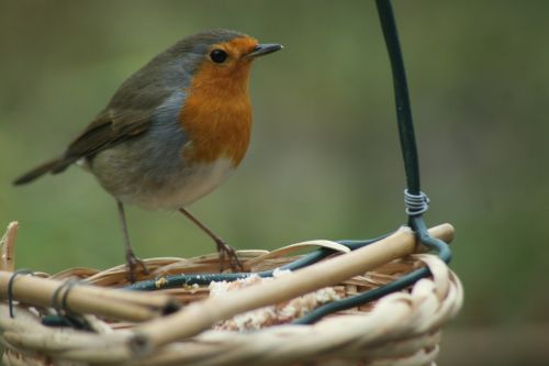 bird robin foraging