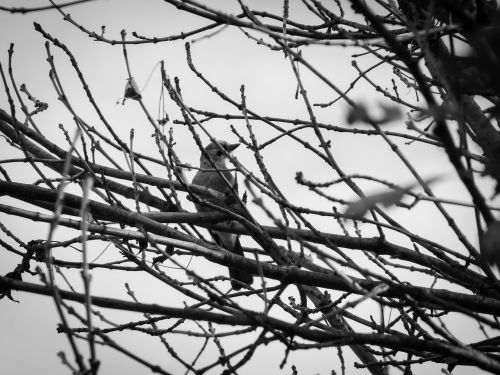 bird branches darkness