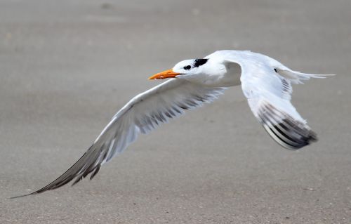 bird seagull beach