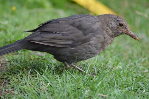 bird nature animal