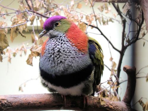bird colorful zoo