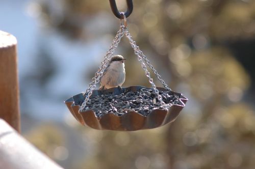 bird finch feeder