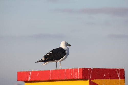 bird inspiration seagull