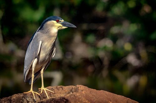 bird punch marsh