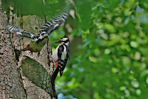 bird birds great spotted woodpecker