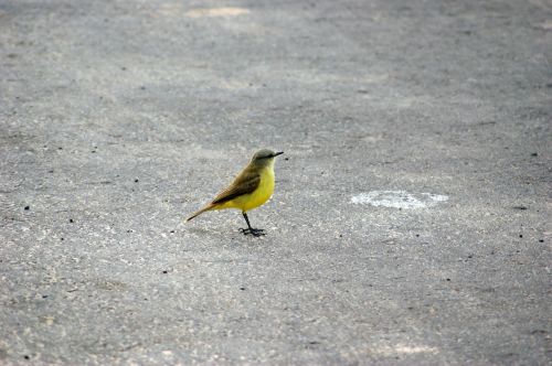 bird road asphalt