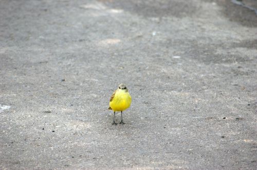 bird road asphalt