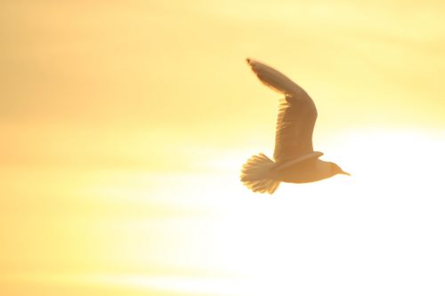 bird sun freedom