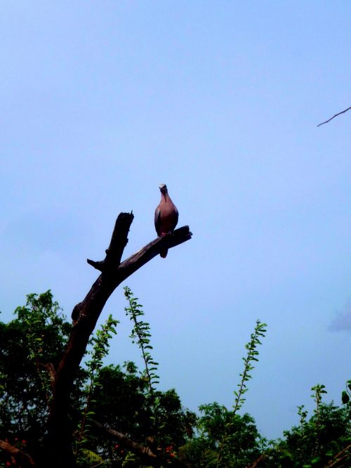 bird tree birds