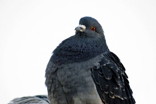 bird pigeon gray