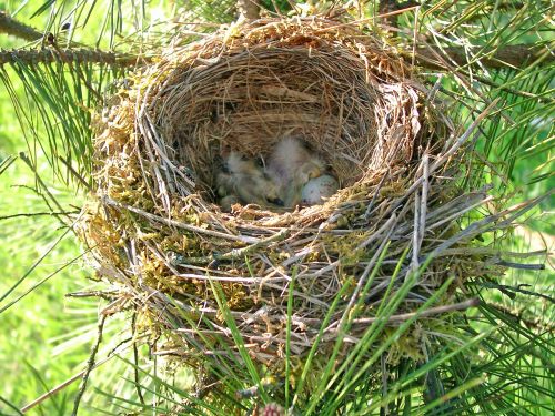 bird nest œuf