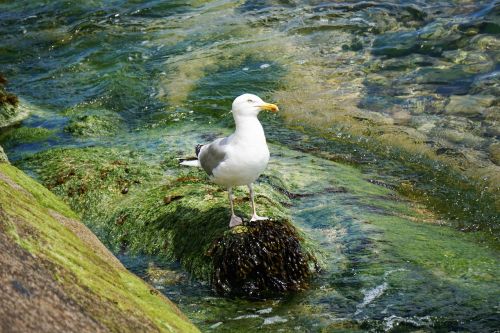 bird gull animal