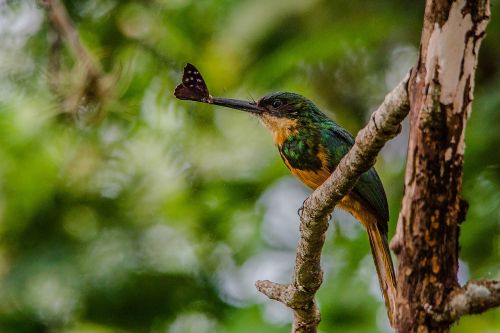 bird beija flor insect-bird