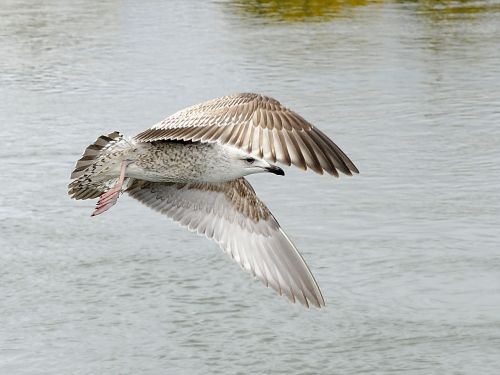 bird water feather