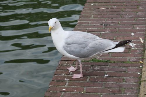 bird water bird gull