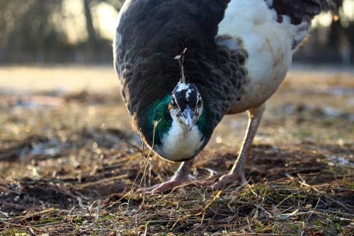 bird hen peacock