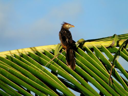 bird sky tree