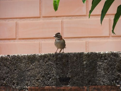 bird nature birds