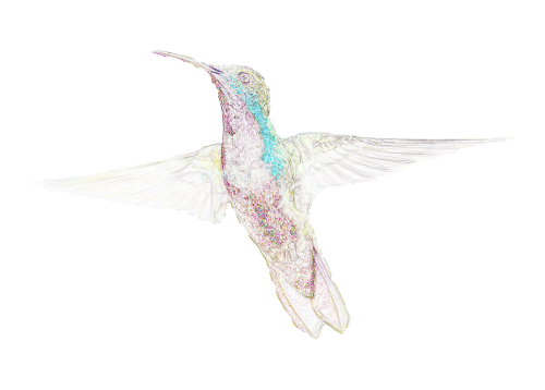 bird hummingbird texture