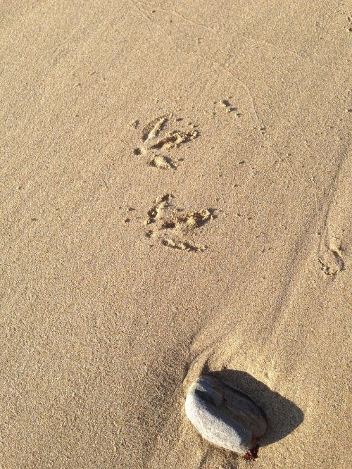 bird steps sand