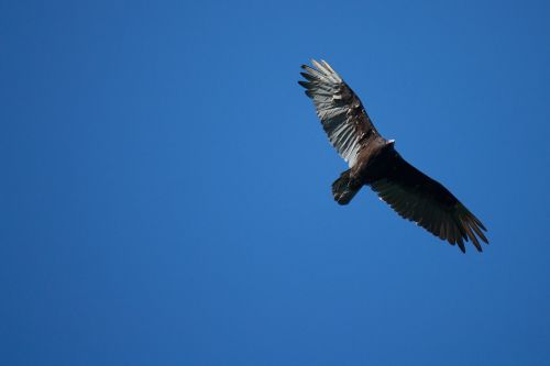 bird vulture wild