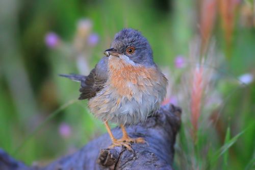 bird pink bird whiskered