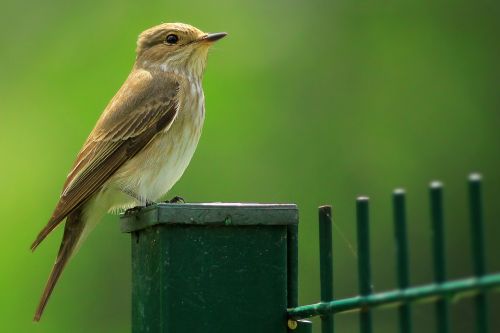 bird spotted flycatcher flycatcher