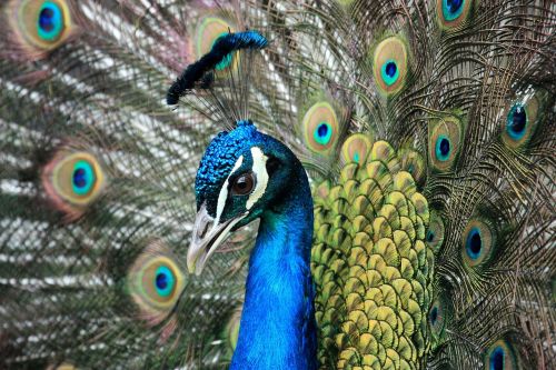 bird peacock animal