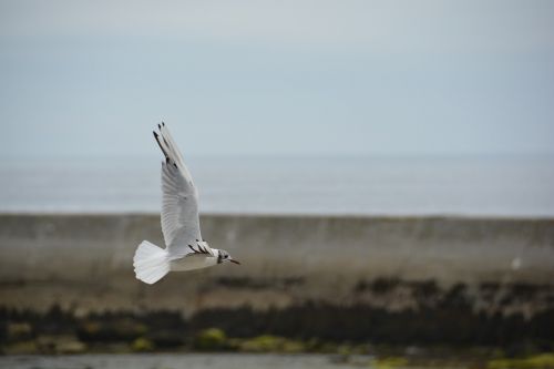 bird bird flight seagull