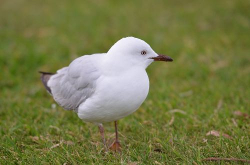 bird seagull grass