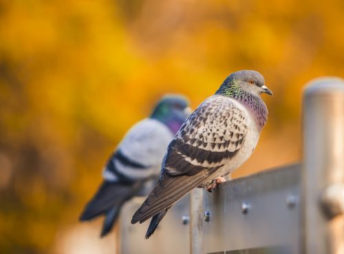 bird pigeon nature