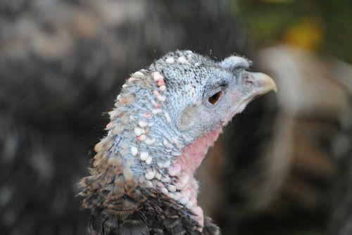 bird turkey head