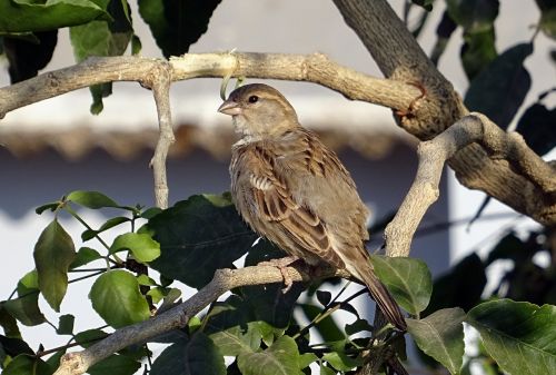 bird house sparrow female