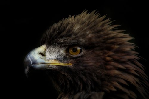 bird adler bird of prey