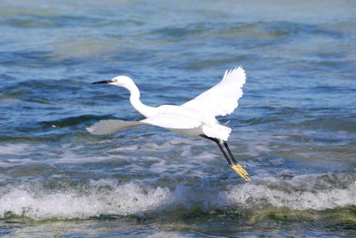 bird sea ornithology