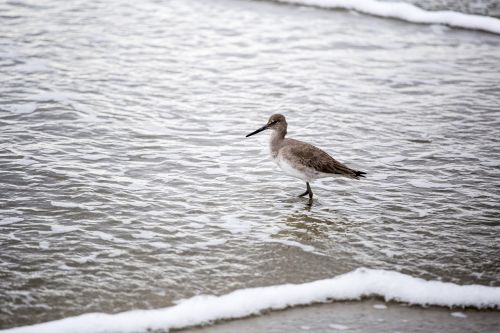 bird water shore