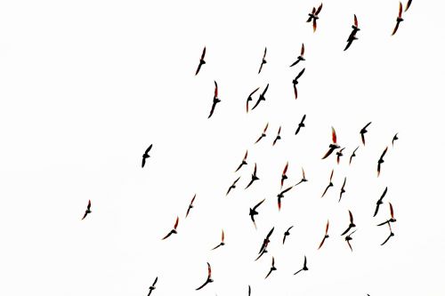 bird pigeon sky